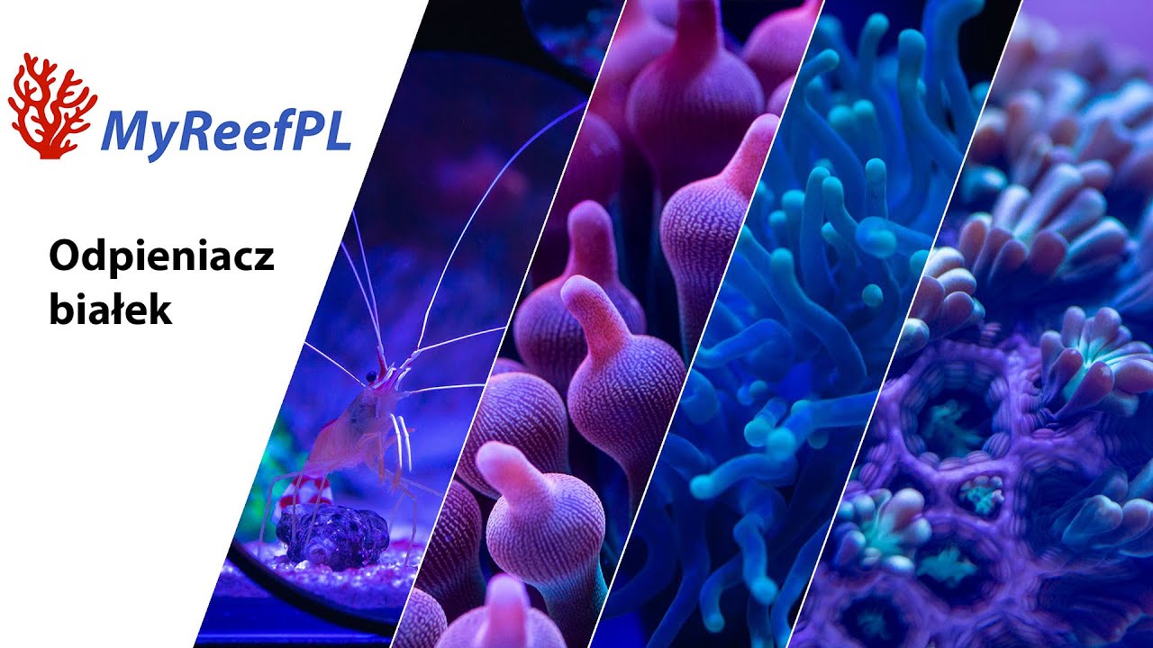 Montujemy odpieniacz  białek @myreefpl