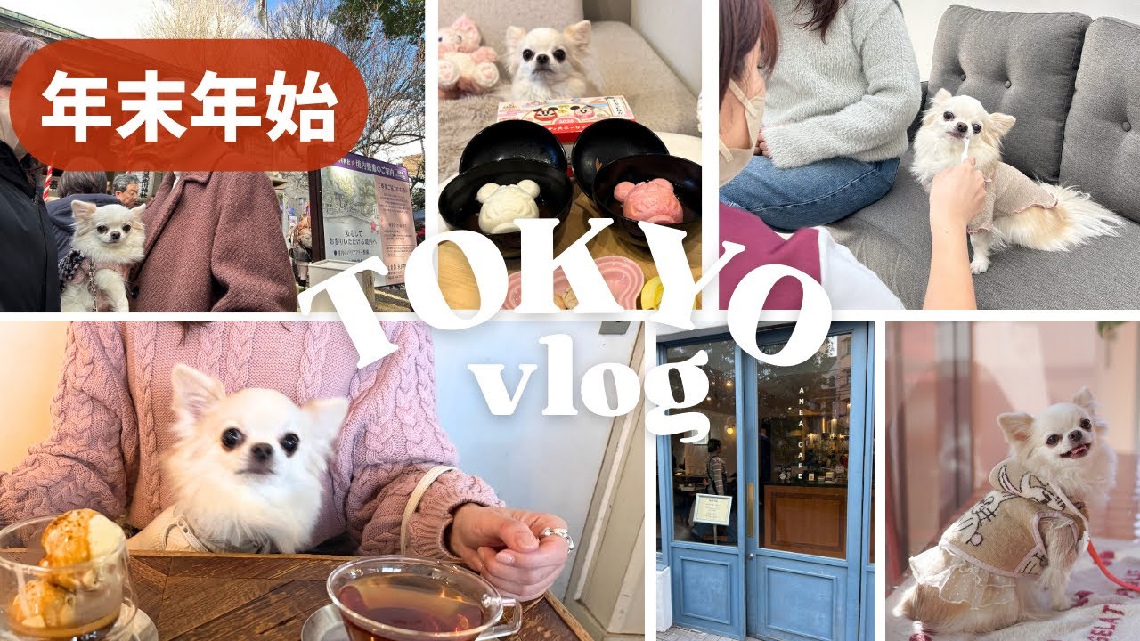 愛犬チワワと東京カフェさんぽ|アネアカフェ|自宅で老舗年越しそば＆ディズニーおしるこに初詣|手術の決断＊vlog