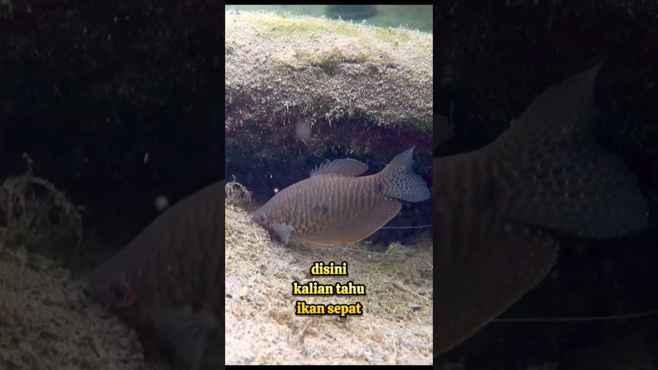 Misteri Predator, Keberutalan Ikan Sepat