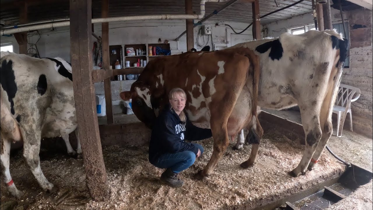 How long does morning milking take on our 70 cow dairy farm…