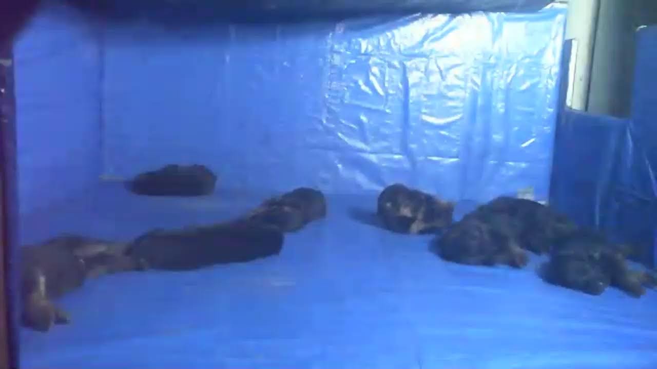 crosshill bella puppies