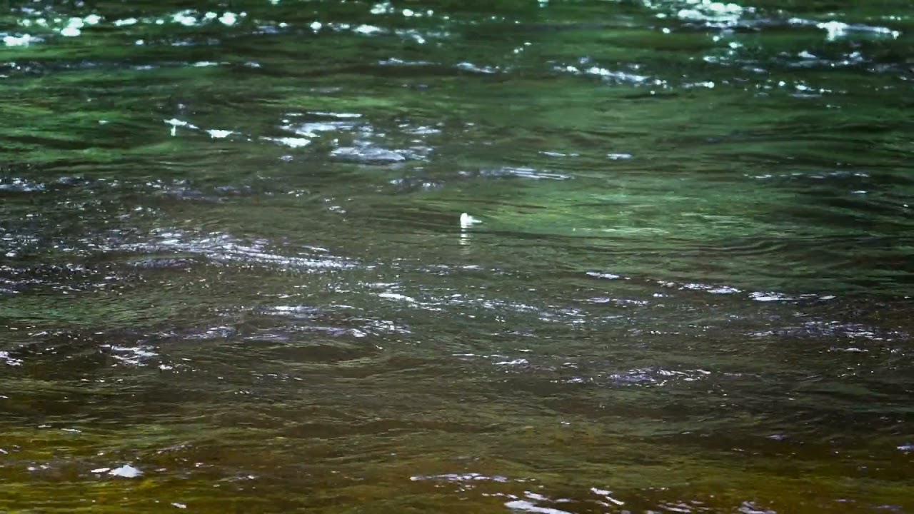 P&ecirc;cher &agrave; la mouche en s&egrave;che