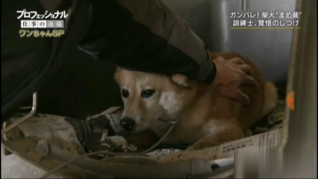 矯正惡犬的日本達人