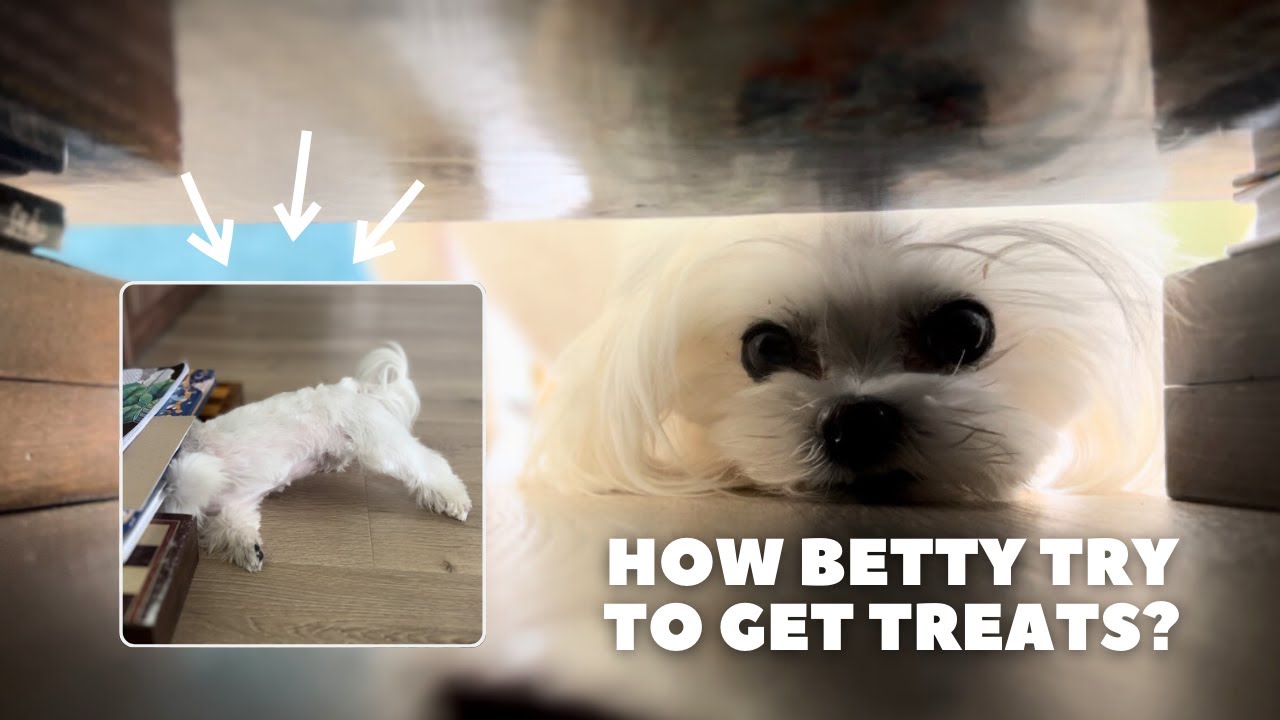 Maltese Dog IQ Challenge| Funny Video| I'm Betty