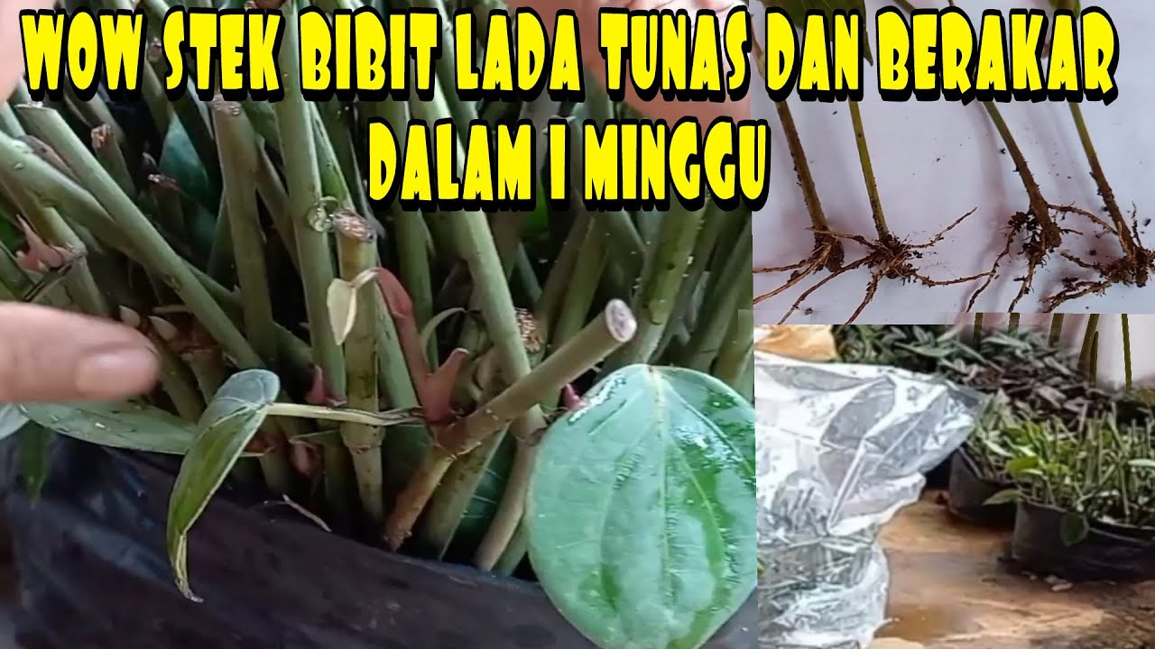 #BIBITLADA - MEMBUAT BIBIT LADA CEPAT BERTUNAS DAN BERAKAR