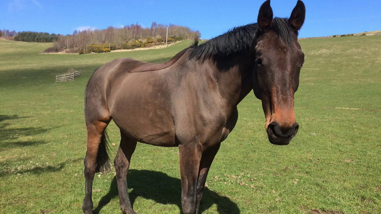 2 Hours Horse Sounds Effect