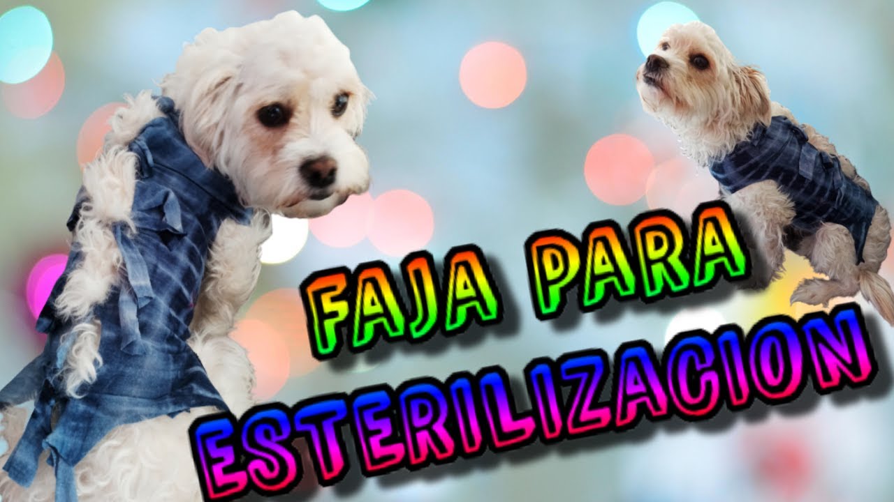 💖haz una FAJA para PERROS o GATOS tutorial 2021🐶💖ESTERILIZACION Cuidados Y BENEFICIOS DIY
