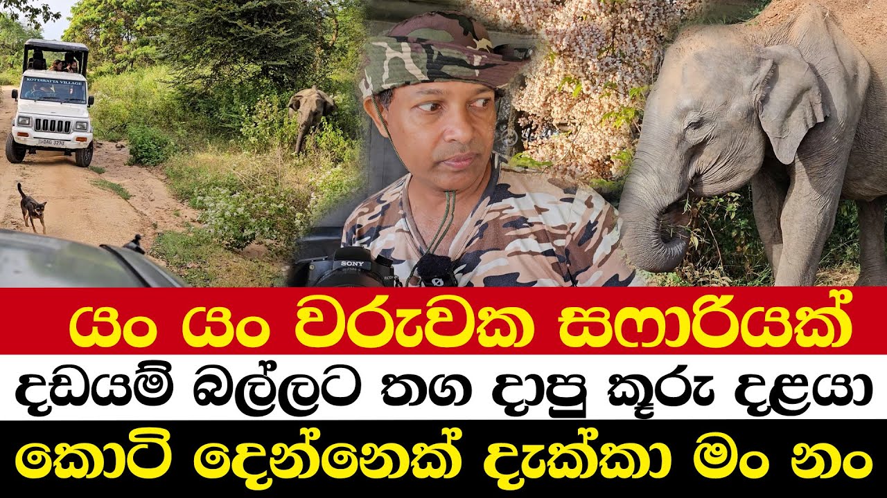 යං යං වරුවක සෆාරියක් | දඩයම් බල්ලට තග දාපු කූරු දළයා | කොටි දෙන්නෙක් දැක්කා මං නං