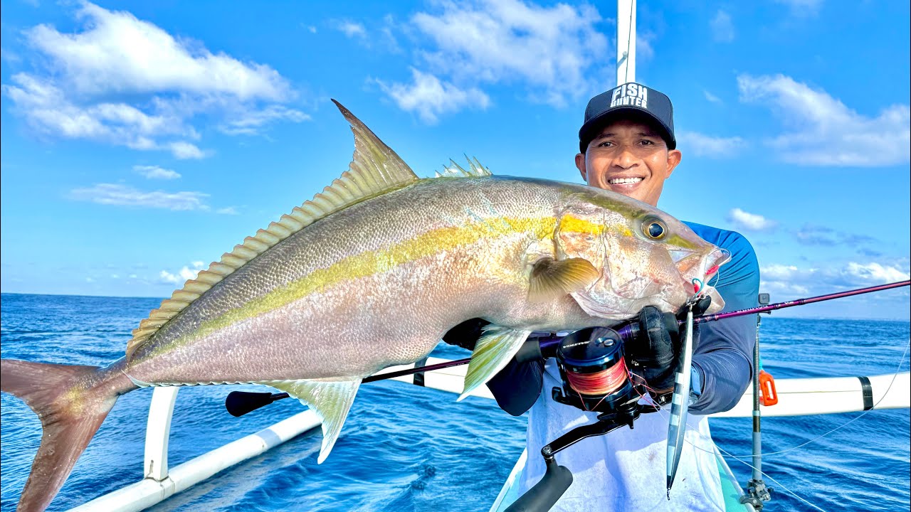 SIZE AMBERJACK BABON BABON !!!