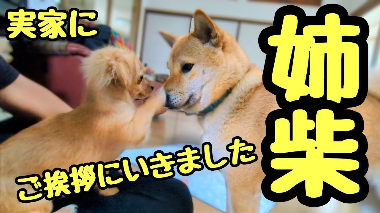 チワックスの子犬『るう』が実家の姉柴にご挨拶に行きました