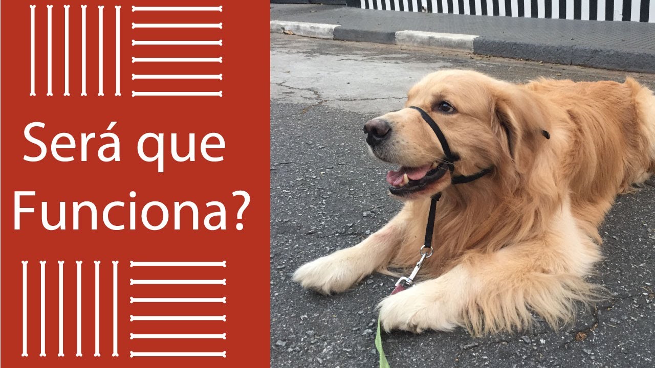Sam aprendendo a usar a coleira na prática   Coleira K9