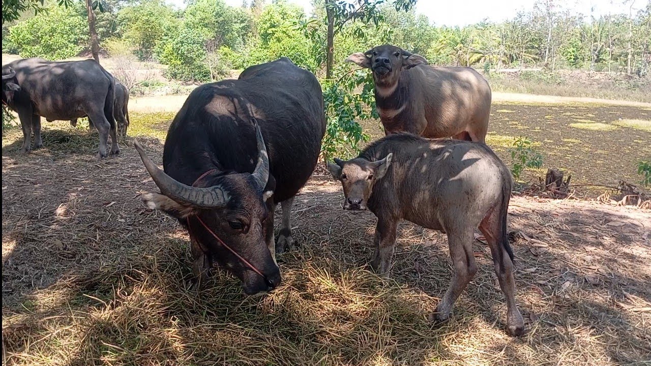 Watching buffaloes, nature views in the shade of trees and birds singing