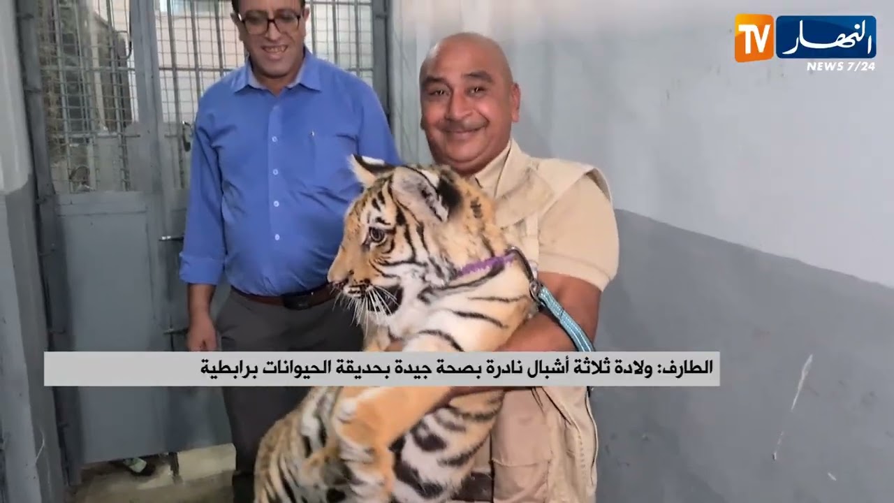 الطارف : ولادة ثلاثة أشبال نادرة بصحة جيدة بحديقة الحيوانات برابطية