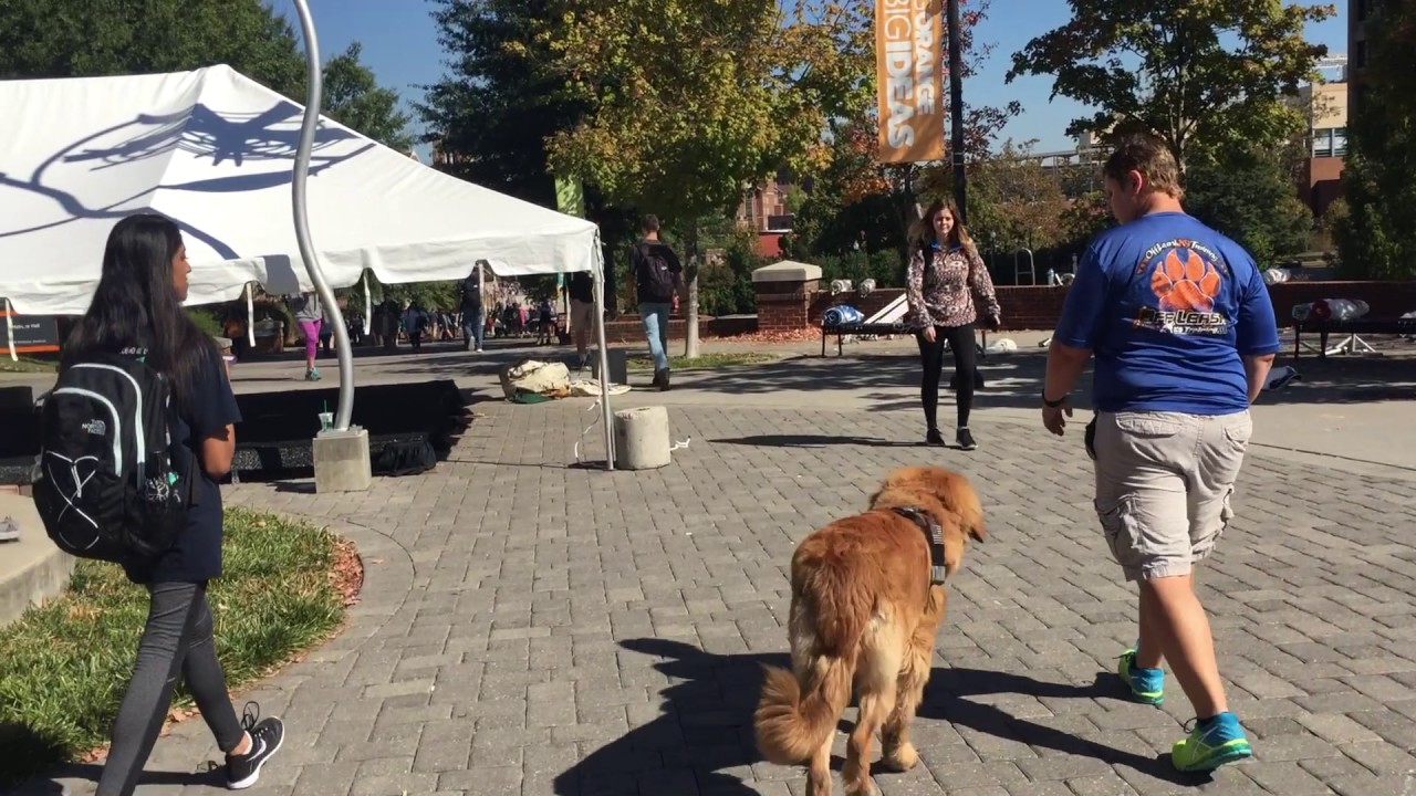 Asher 7 month old Leonberger Best Knoxville Dog Trainers Board and Train