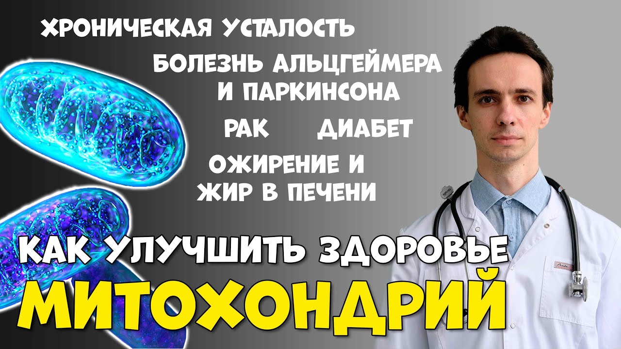 Митохондрии - источники энергии и виновники болезней. Как улучшить здоровье митохондрий