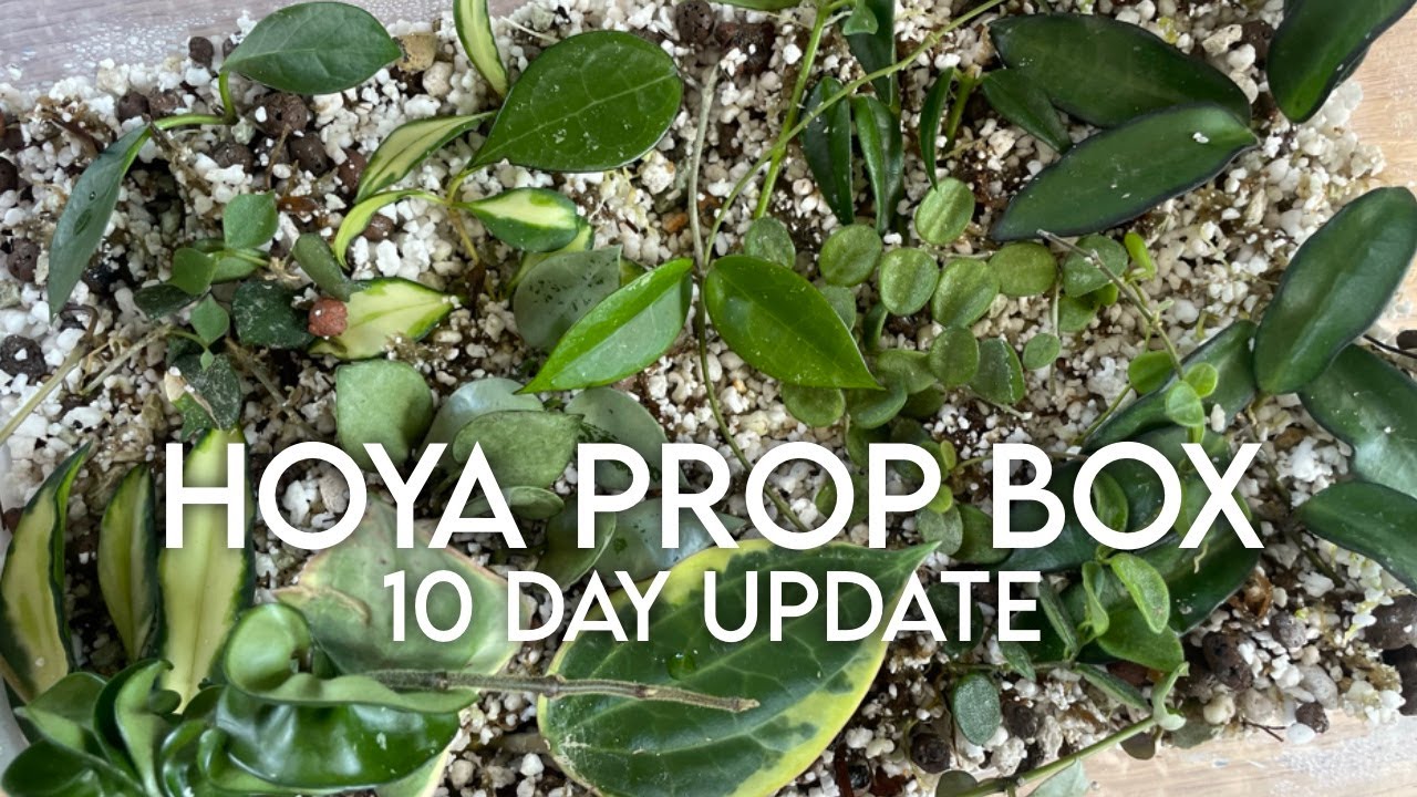 Hoya Prop Box | 10 Day Update