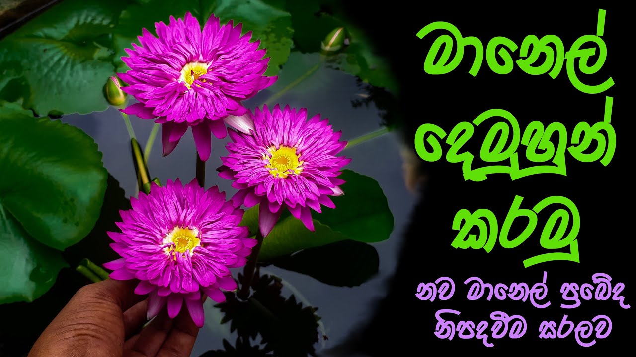How to Hybridizing Water lilies | මානෙල් මල් දෙමුහුන් කරමු