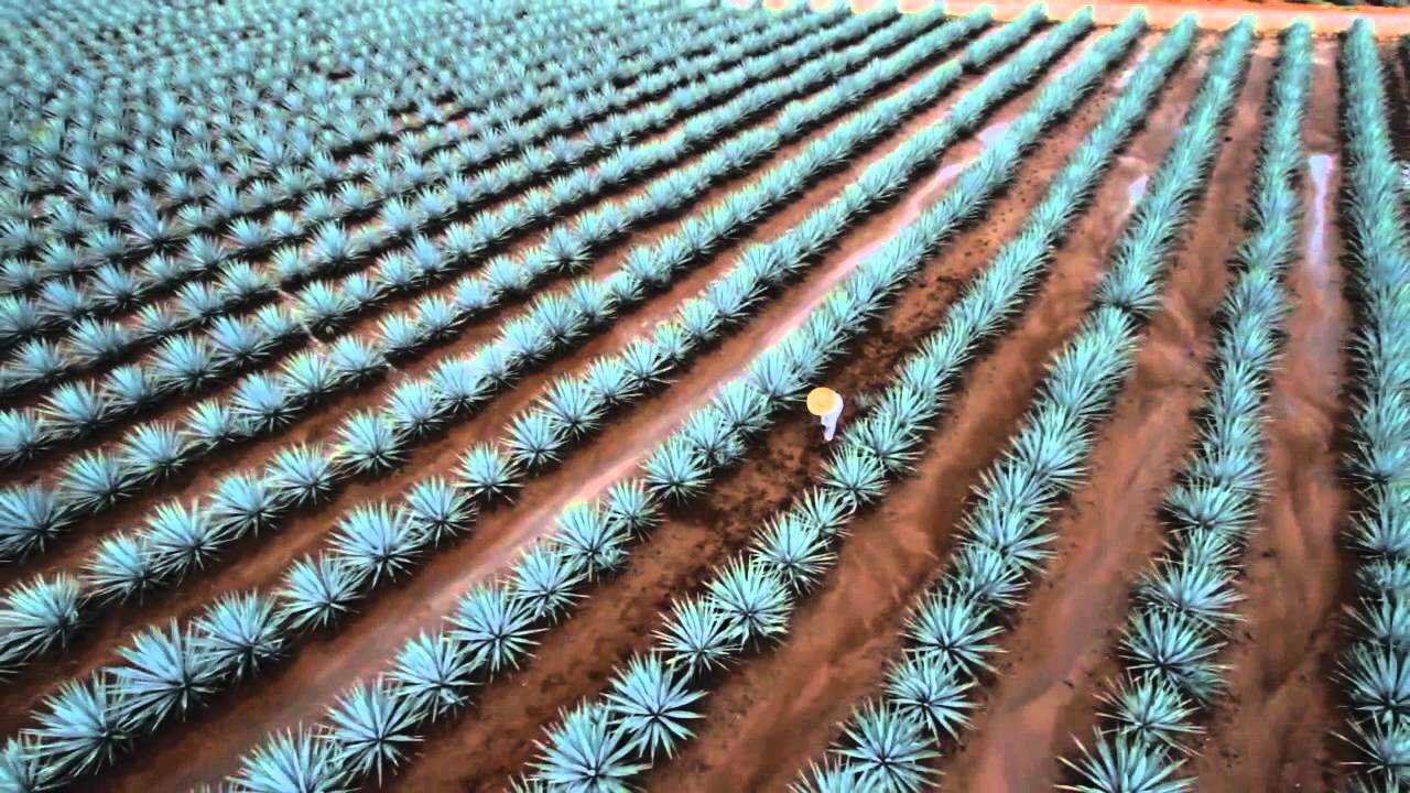 Mexico leads the way in agricultural exports (US Eng)