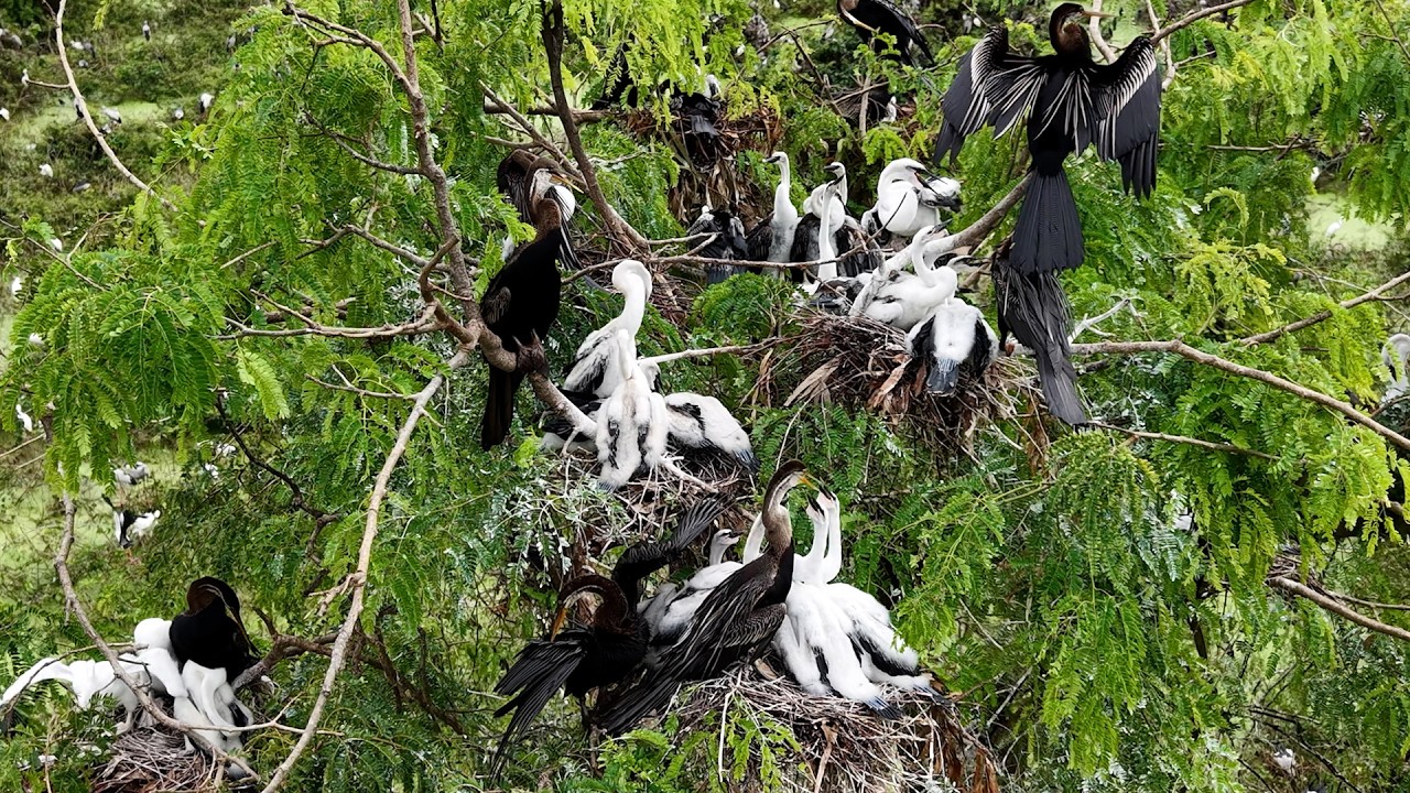 Wonderful Of Geography Unlocking Flooded Forest Where Millions Of Bird Lives with Peace 0044