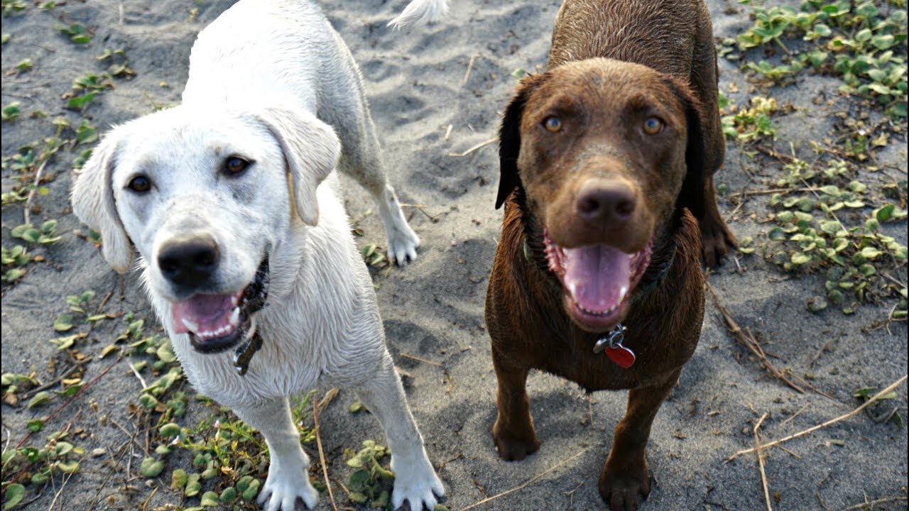 Dogs First Time on the Beach