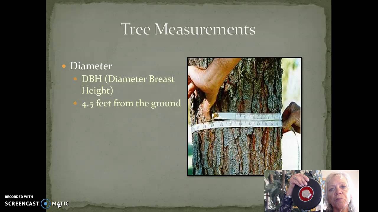 Forest Measurements - Diameters