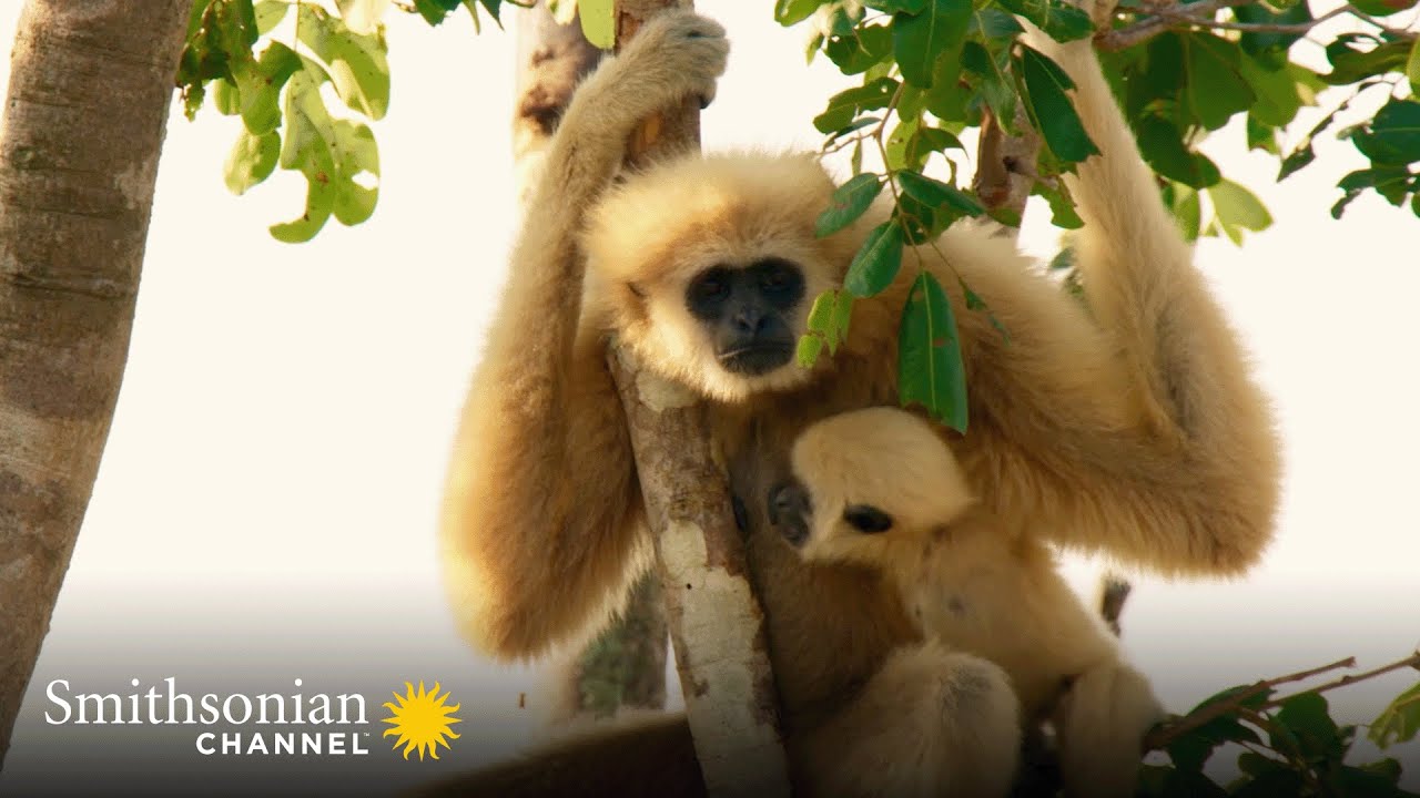 The Highwire Risks Taken by These Young Gibbons Are Terrifying 😱 Animals at Play | Smithsonian