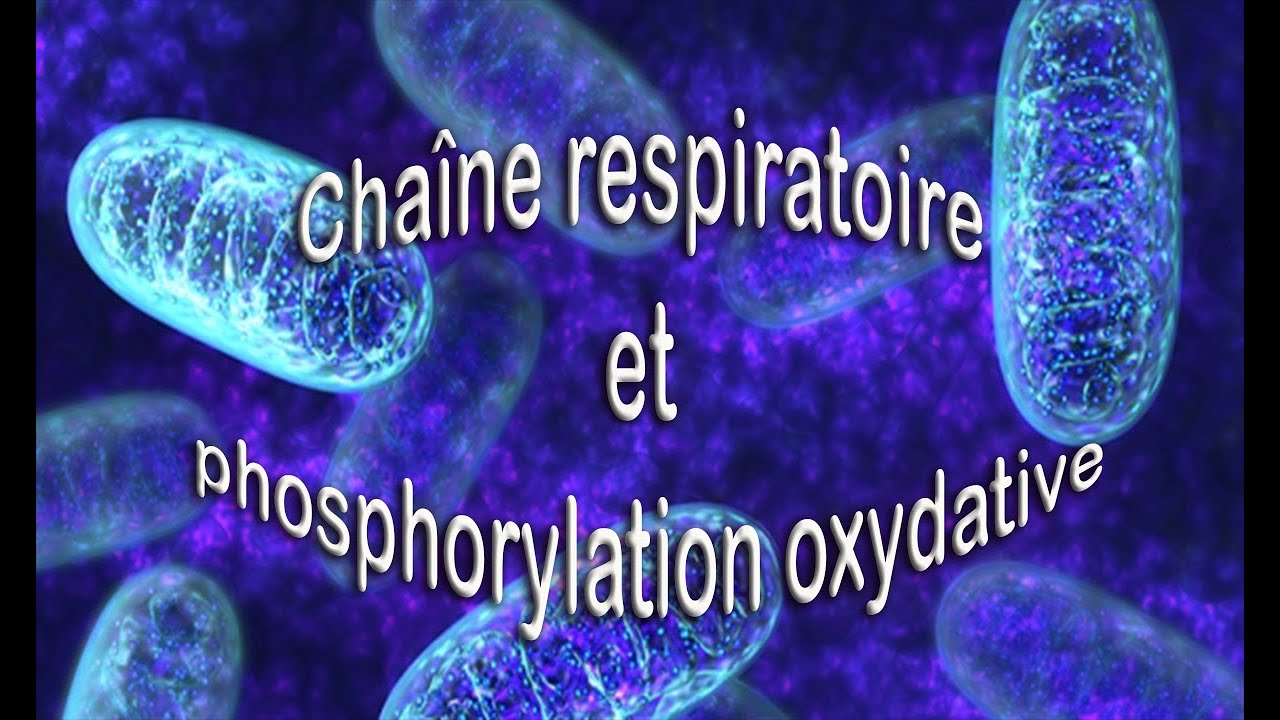 Chaîne respiratoire et phosphorylation oxydative