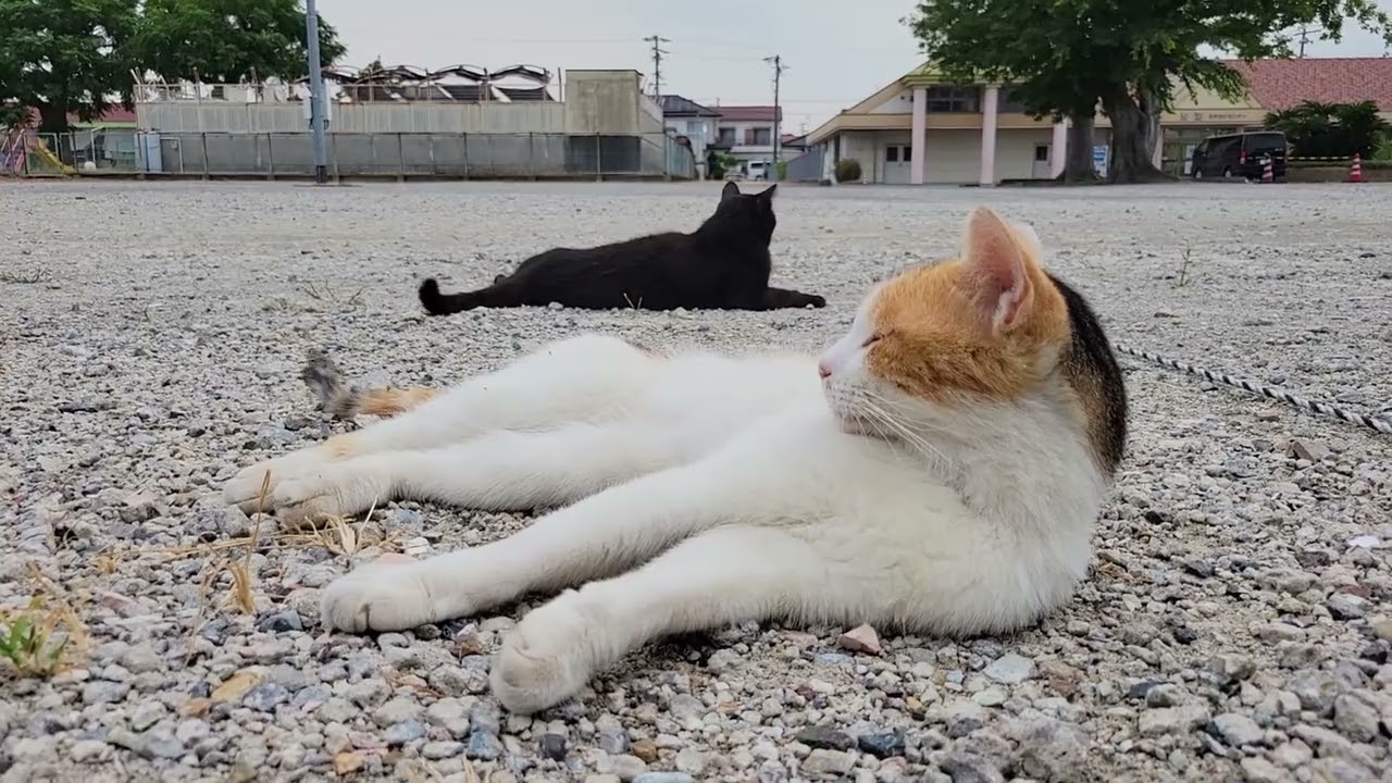 2025 08 27 さくら猫・地域猫⑧ ララちゃん、ボス、みゅうちゃん