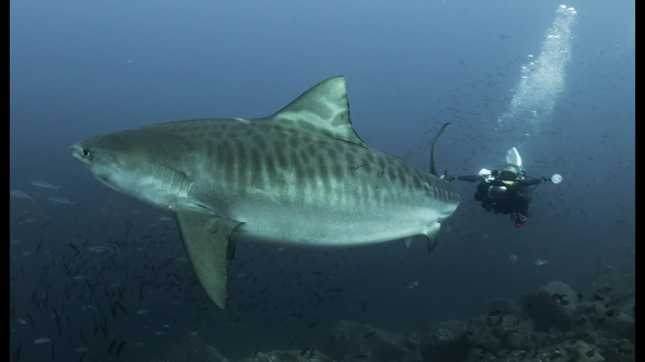 Galapagos Underwater - November 2025