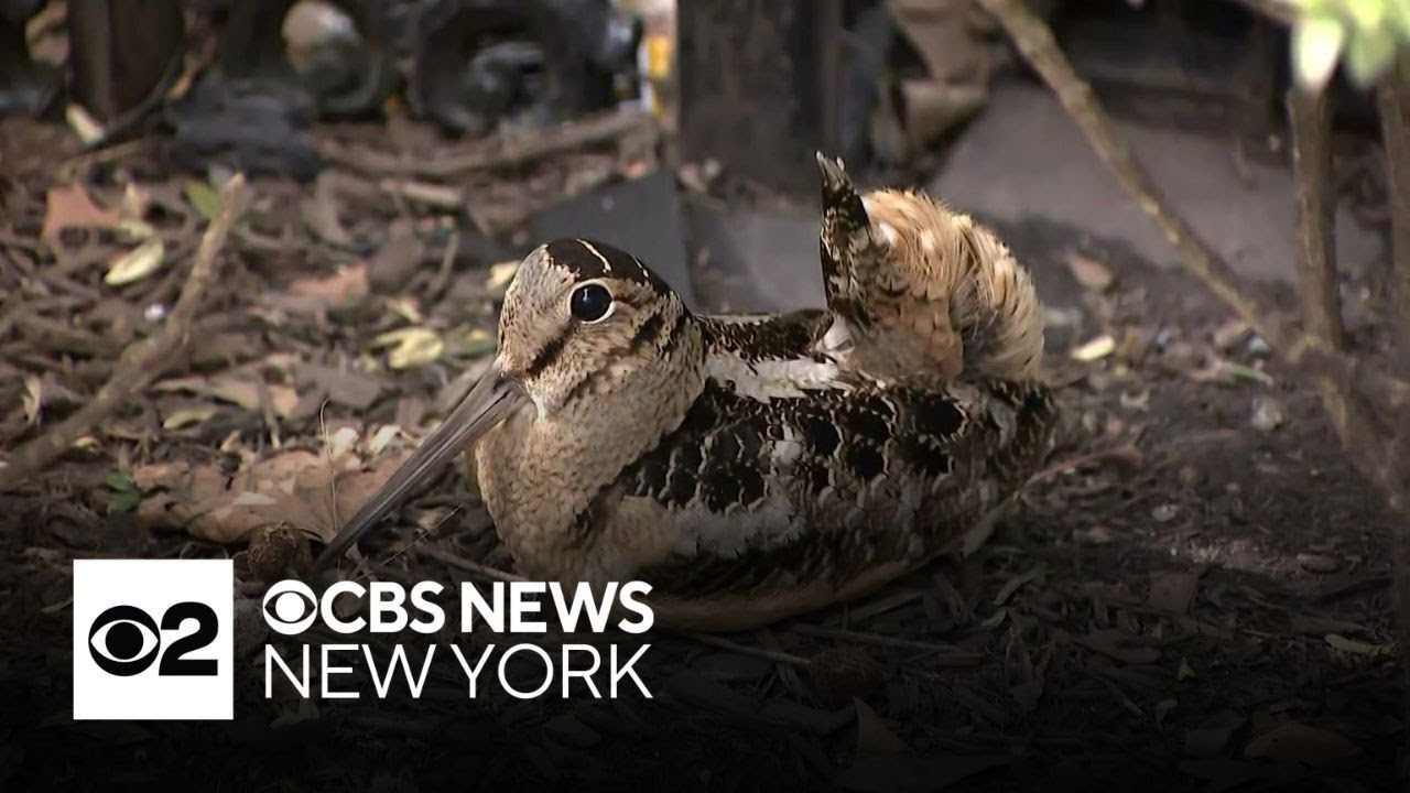American woodcock makes yearly appearance in NYC