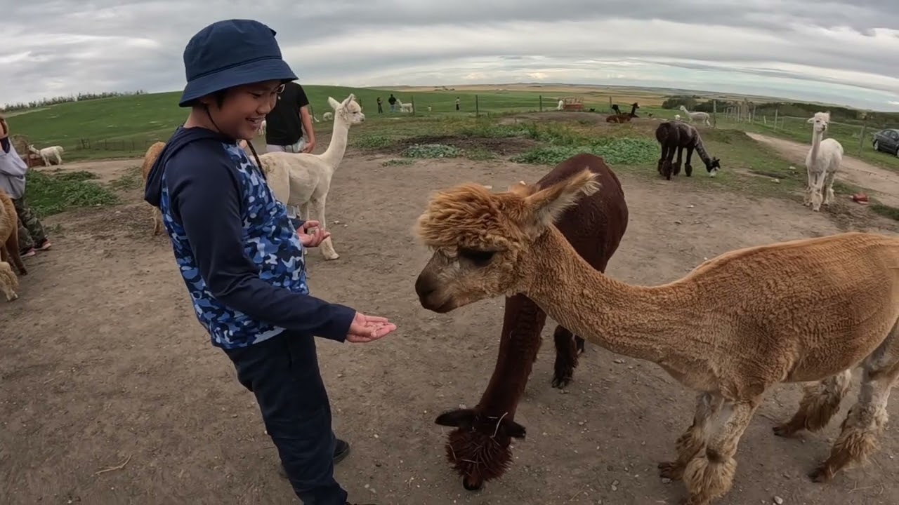 ALPACA FARM at TORRINGTON ALBERTA!#buhaycanada 