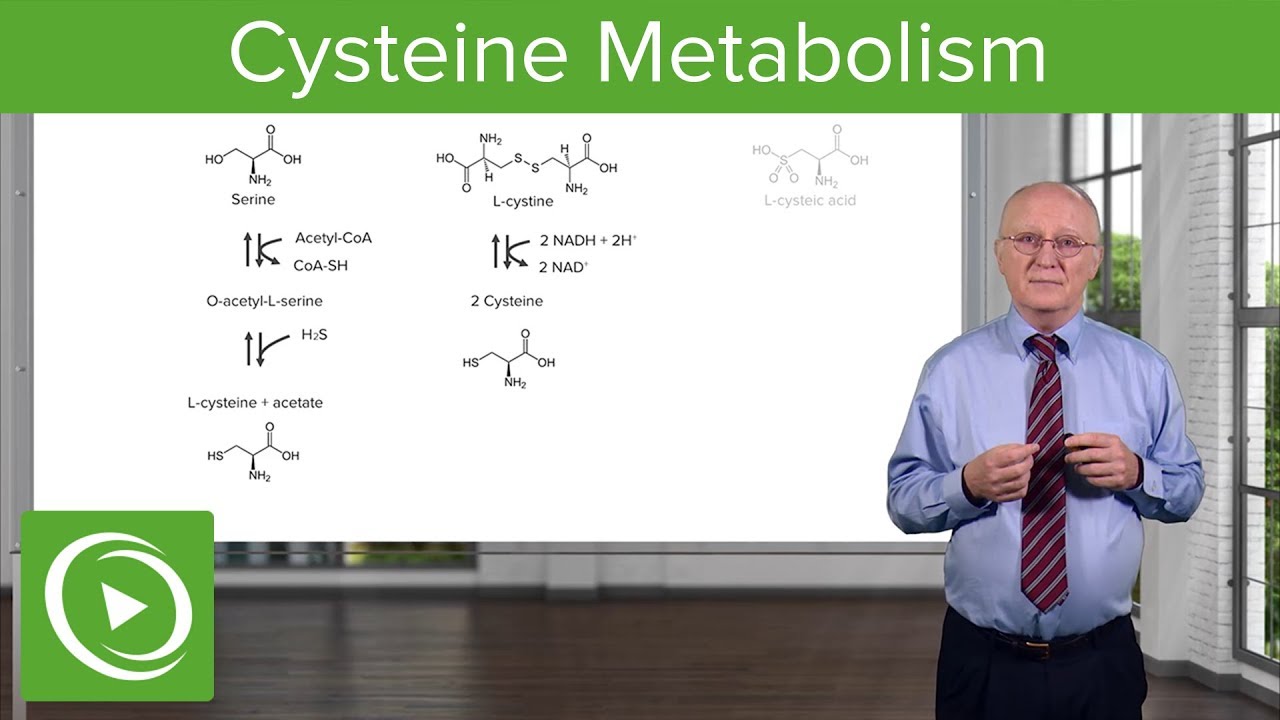 Cysteine Metabolism &ndash; Amino Acid Metabolism  | Lecturio