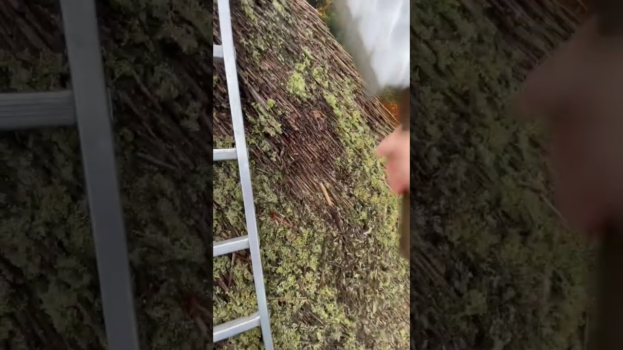 From a green mossy roof to nice clean chocolate brown reed #shorts #viral #trending #youtube #love