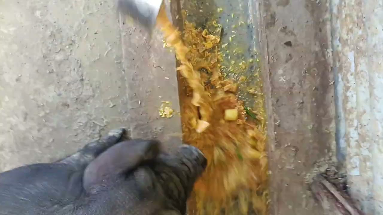 Hotel waste feed is best for pig