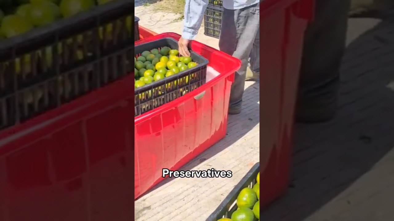 Dlaczego każda pomarańcza jest traktowana w ten spos&oacute;b po zbiorach🍊#pomarańcze #szorty