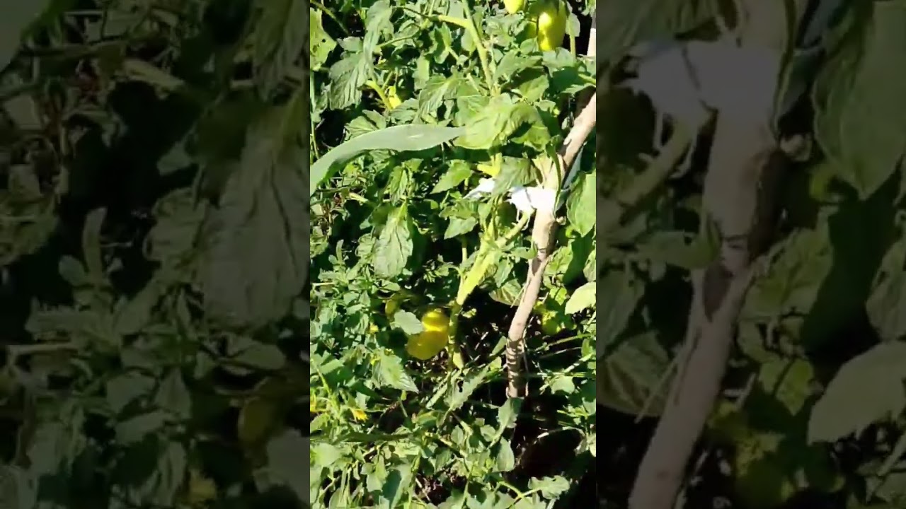 &Ccedil;iftlikte işlerin en yoğun olduğu d&ouml;nemdeyiz. &Ccedil;ok &ccedil;alışıyoruz #doğa #nature #bah&ccedil;e #farm #k&ouml;y #orman