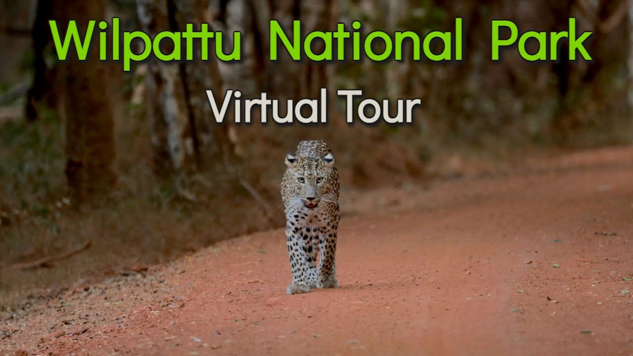Wilpattu National Park Sri Lanka | Virtual Tour