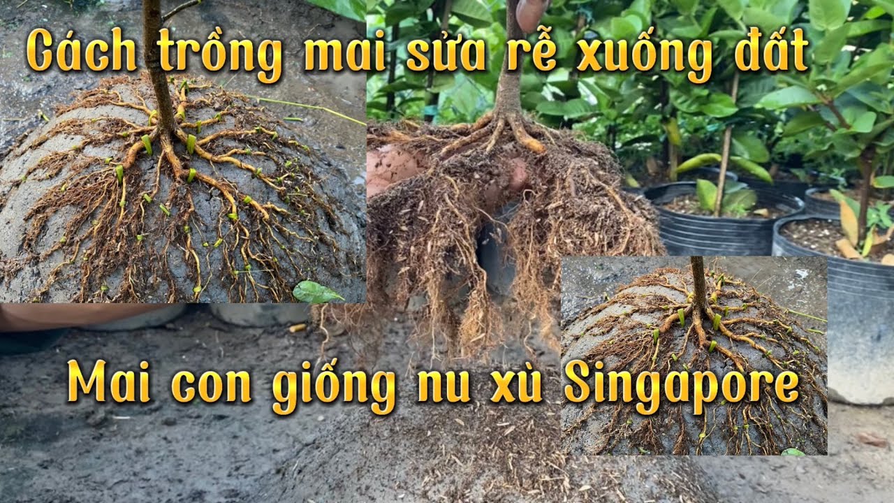 Chia sẻ cách trồng mai sửa rễ xuống đất & Gl mai con giống nu xù Singapore