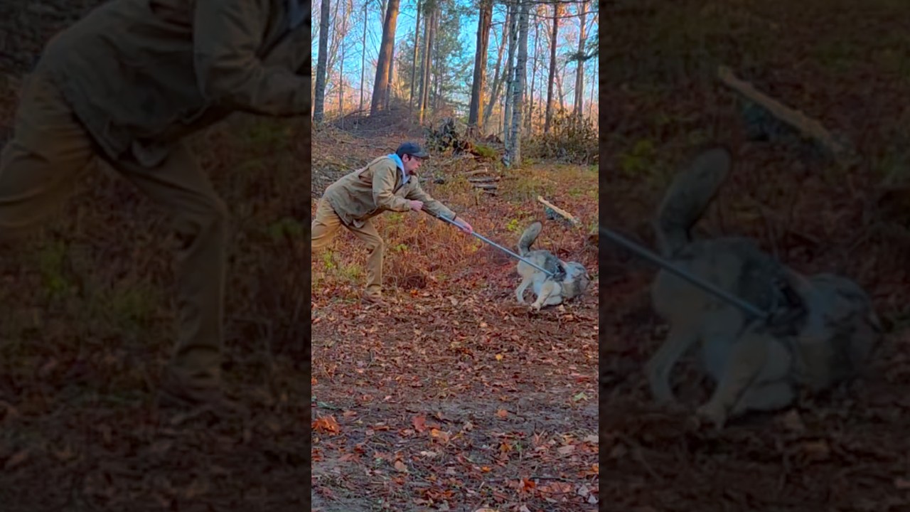 Brave Rescue of a Trapped Wolf 🐺 #wolf #animalrescue #hero