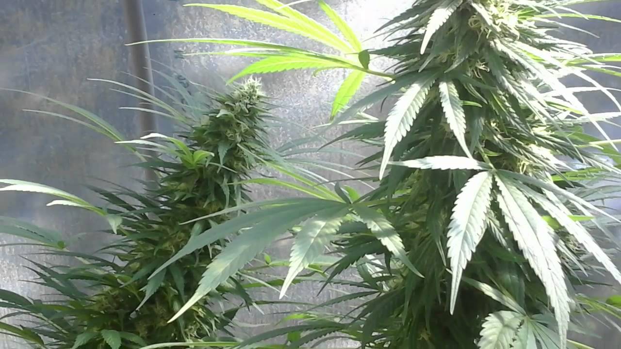 OMMP outdoor grow October 1 2014