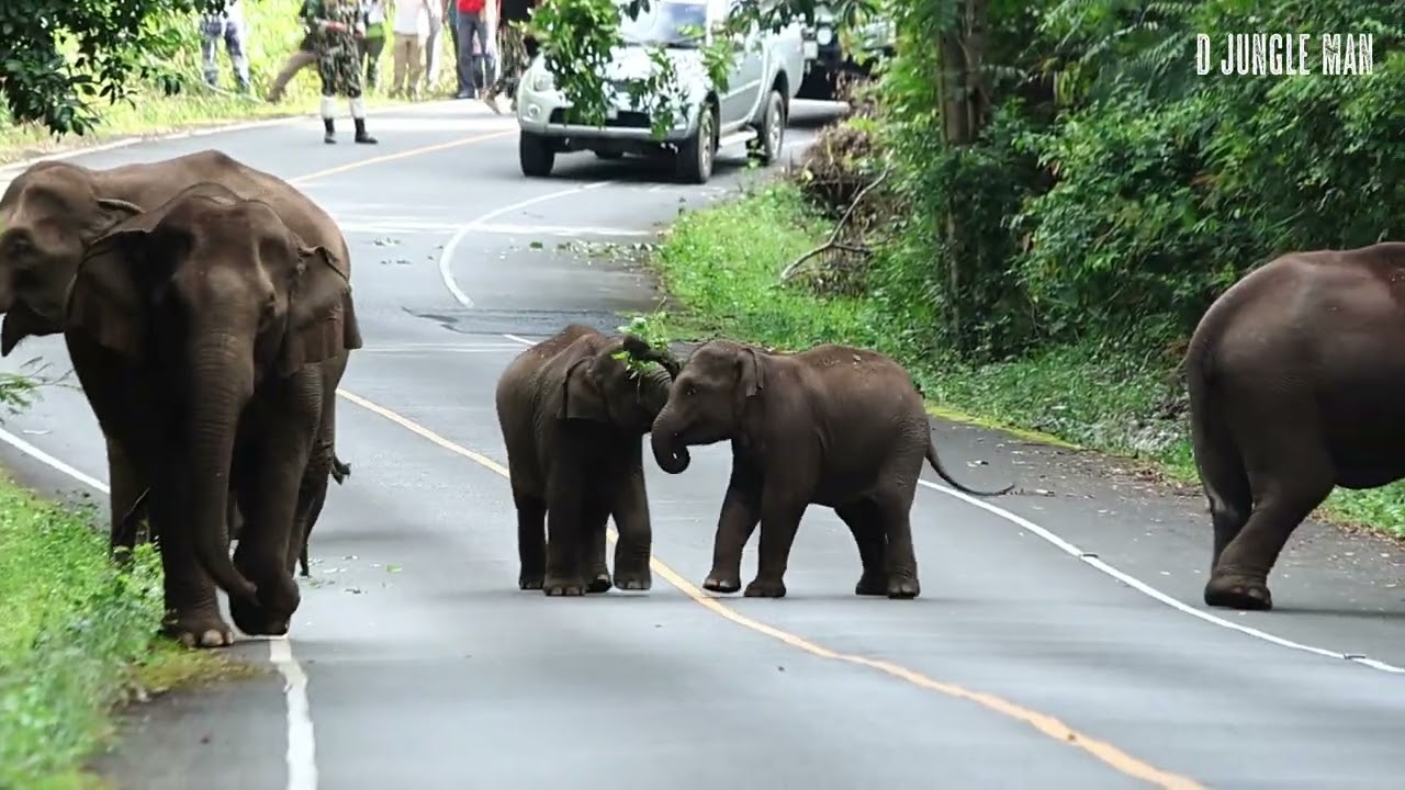 จะวุ่นวายแค่ไหน | โขลงตรอ. เดินยาวเส้นลำตะคอง