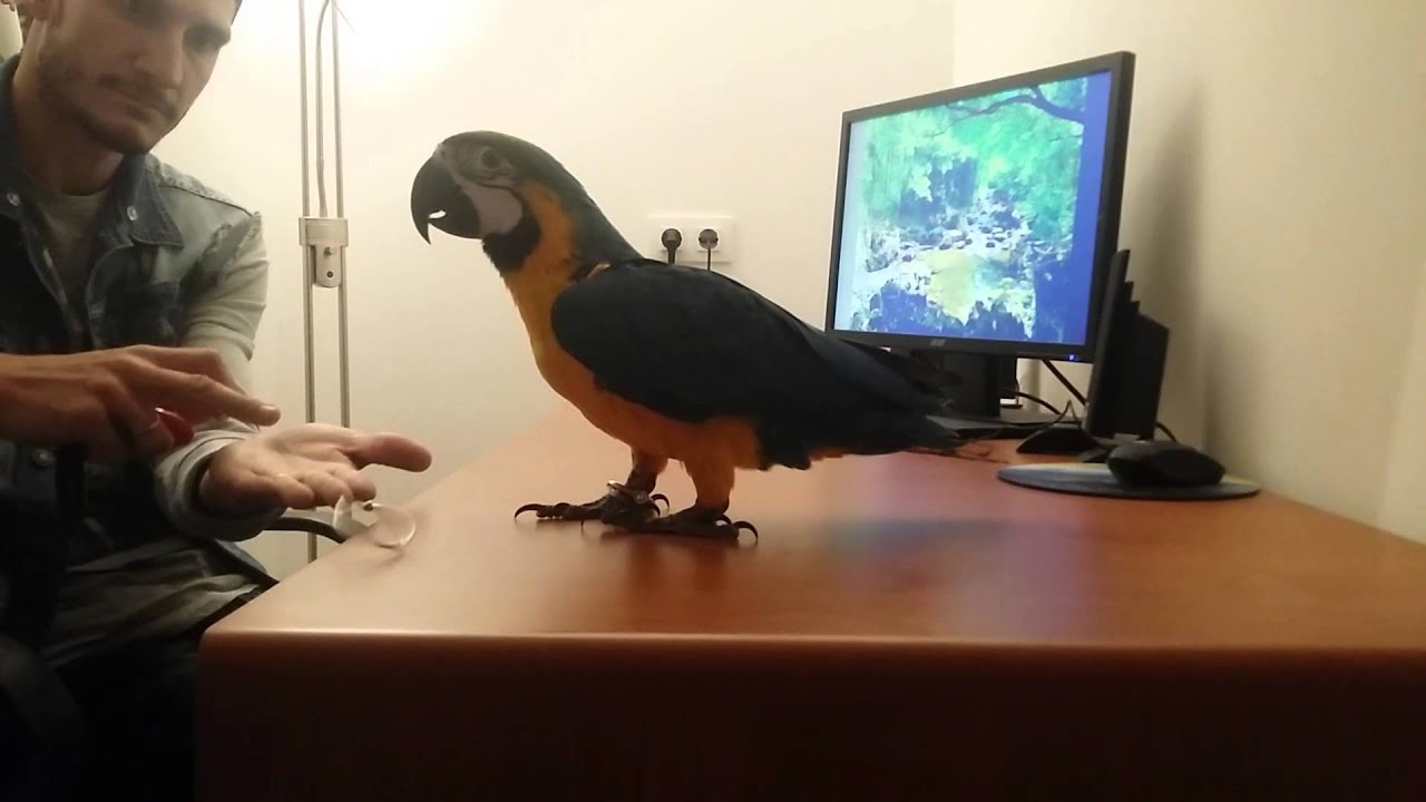 Guacamayo 5 meses