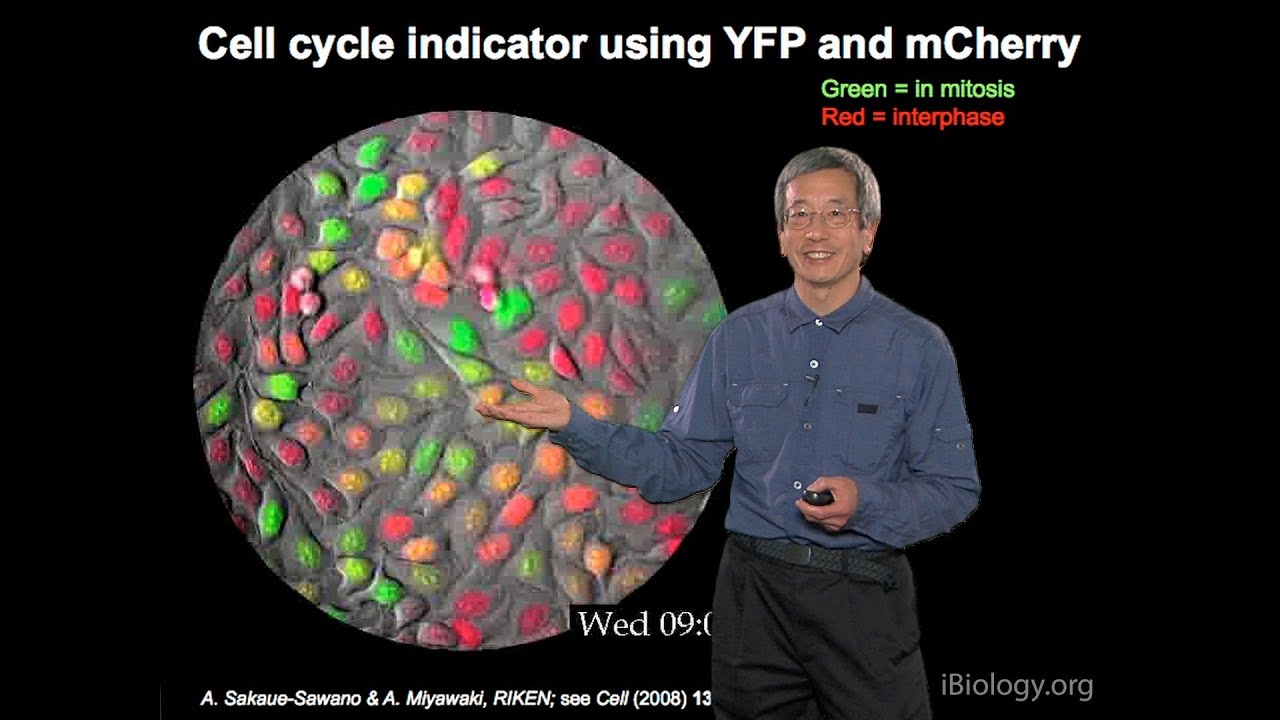 Microscopy: Fluorescent Protein Indicators (Roger Tsien)
