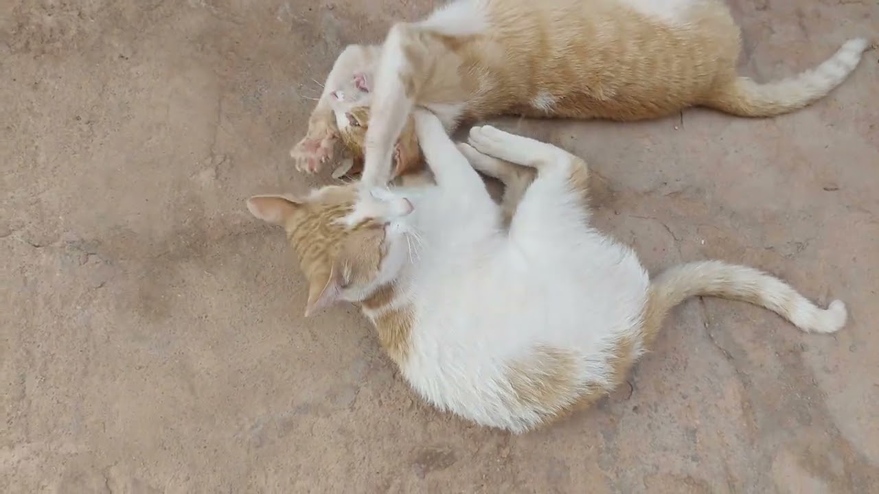 the two brothers