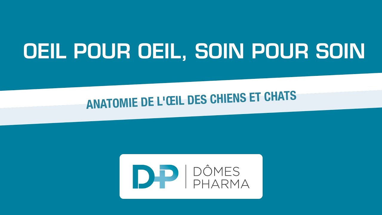 DÔMES PHARMA - Anatomie de l'œil des chiens et chats #chien #chat #oeil