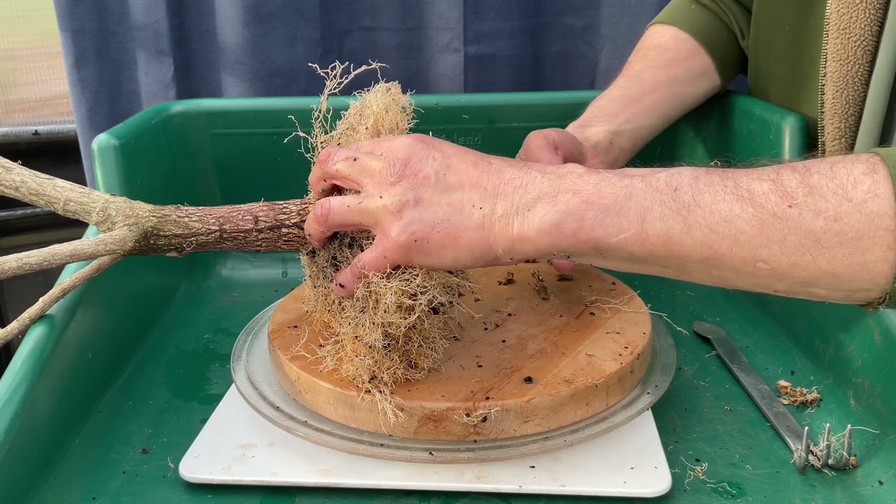 First repot of my BURNING BUSH from nursery stock.  16-Mar-2024