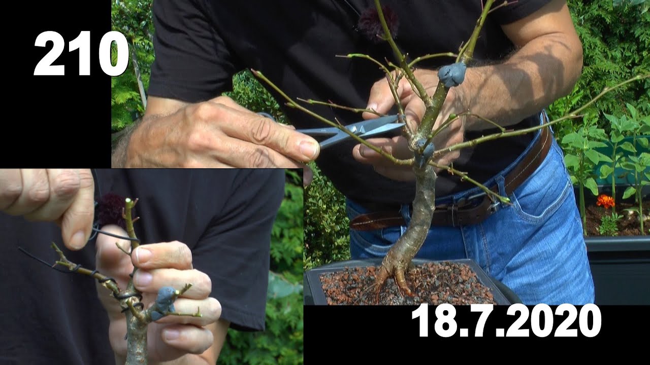 Bonsai Anzucht und Gestaltung, schneiden und formen. Bonsai erleben in der Vielfalt