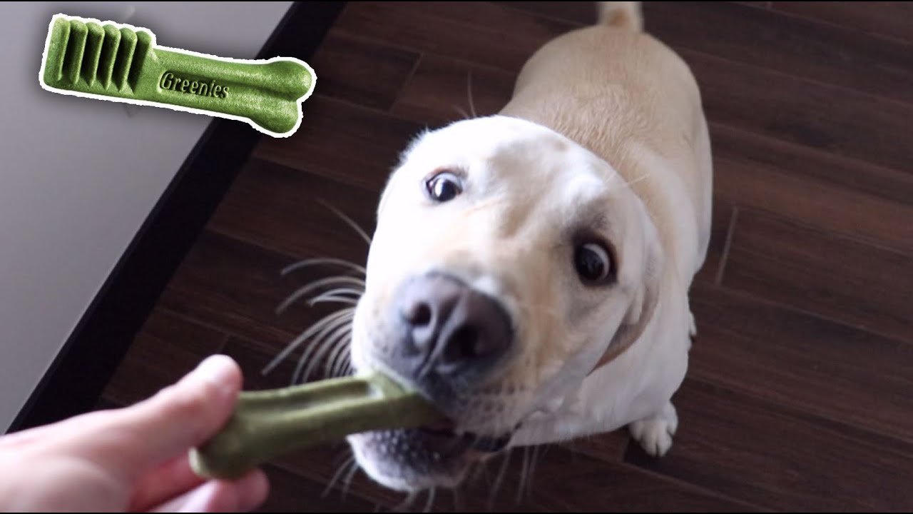 Labrador Tries Dental Hygiene Treats For The First Time!!