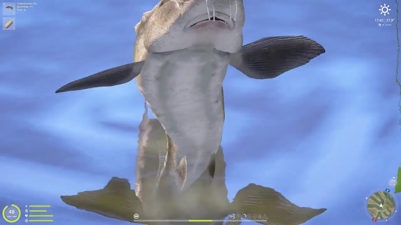 Akhtuba River Sturgeon & Carfish spots (143) | Russian Fishing 4