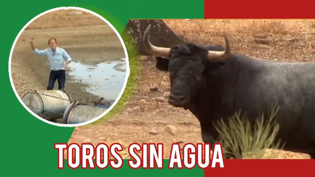 Toros de Miura - La Sequía Afecta Al Toro Bravo